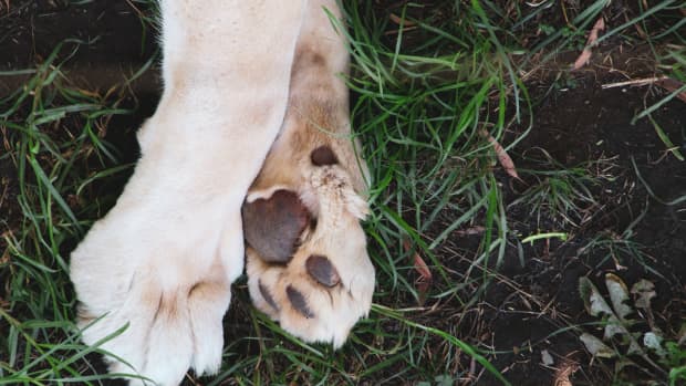 White dog paws laying in grass