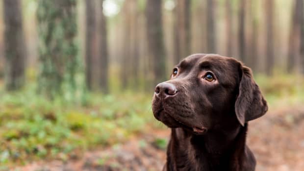 Chocolate Labrador close up photo in the woods
