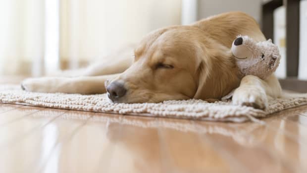 Golden Retriever Puppy Meeting Her New Lab Sibling Is Giving People the  Feels