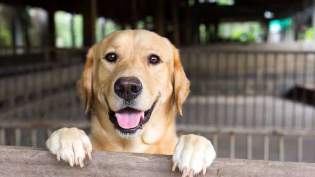 Dog Catches Home Run At New York Mets Game