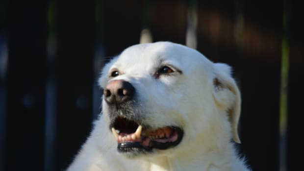 Great Pyrenees close up photo