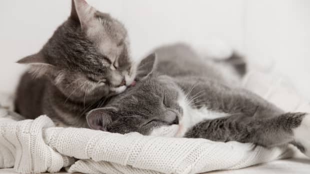 Two gray cats laying together