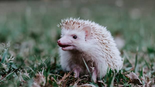 White hedgehog standing in grass