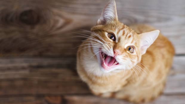 Orange cat looking up while meowing and sitting on a wooden floor