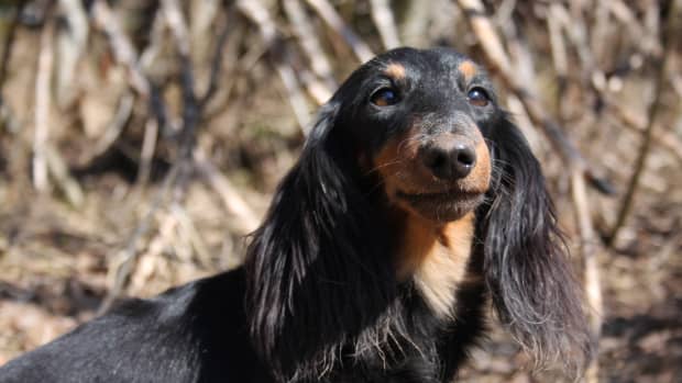 Black and brown long haired dachshund standing outside