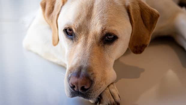 Yellow Labrador Retriever laying on floor with head down