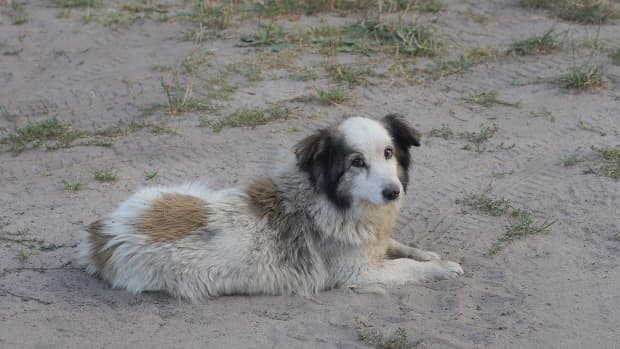 Grey, white, and brown dog laying in the dirt outside