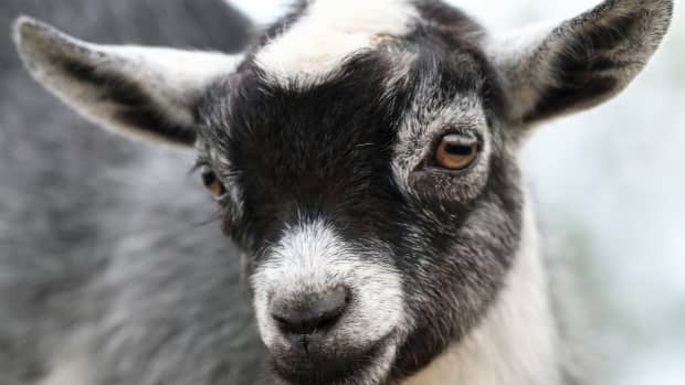 Pygmy goat with black and white fur, close up photo