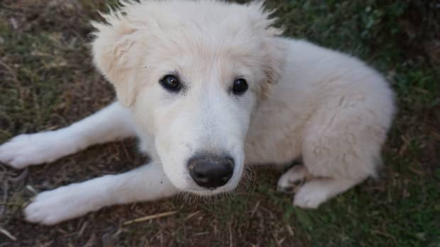 White Great Pyrenees puppy laying in grass
