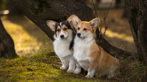 Two Corgis sit together outside