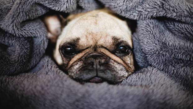 French Bulldog wrapped in a blanket