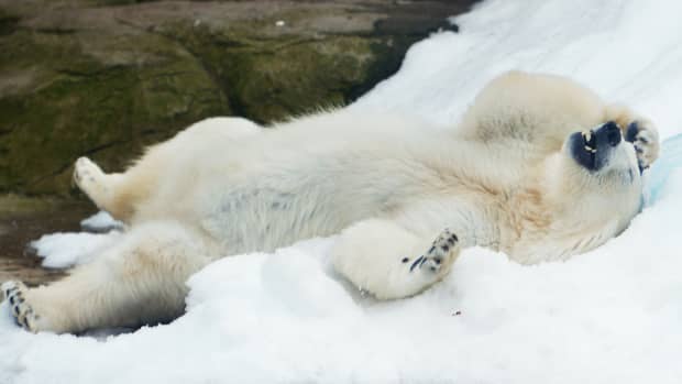 Polar bear rolling in snow at zoo