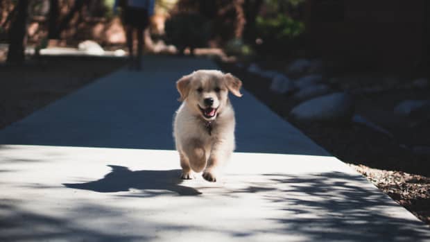 Golden Retriever puppy running on the sidewalk outside