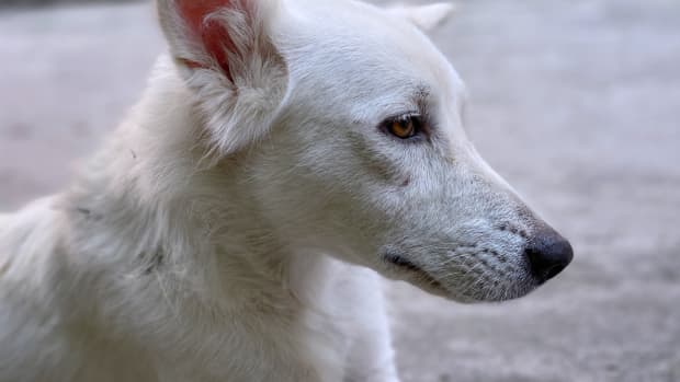 White husky looking to the right, close up photo