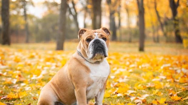 English Bulldog sitting outside in grass and fallen leaves