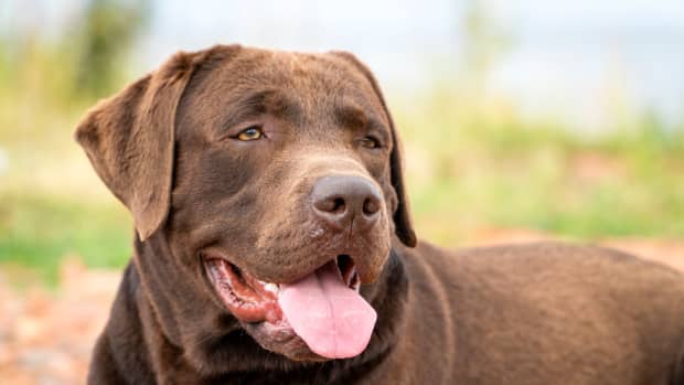 Chocolate Labrador standing outside with mouth open and tongue out, close up photo.