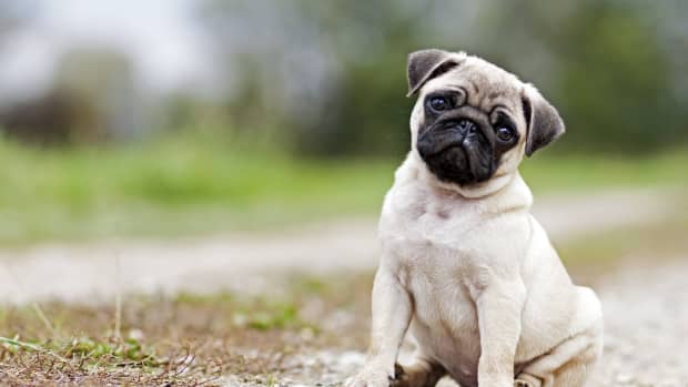 Pug sitting outside with sad look on face