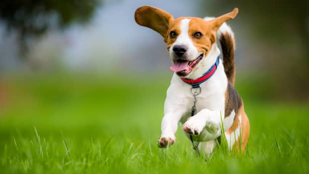 Beagle running through a field