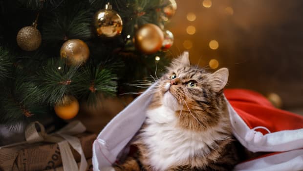 Video of Kids Being Surprised With a Cat for Christmas Has Us in Our ...