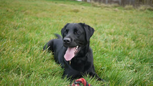 Black Labrador laying in grass with tongue out