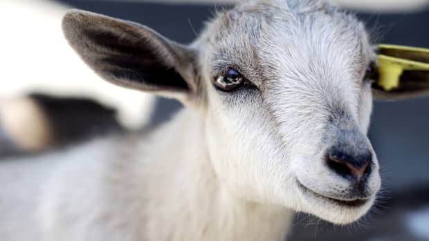 Video of Goat Enjoying a Cool Swim During the Heat Wave Is Going Viral - Pet News