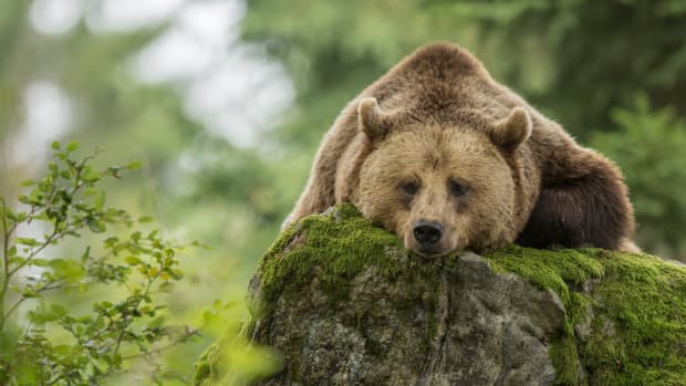 Brown bear laying on a large rock
