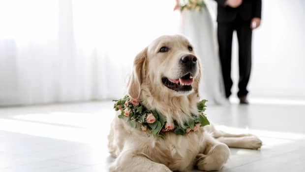 Golden Retriever laying on the floor with a wreath of flowers around their neck, a man in black and a woman in a white dress stand in the background.
