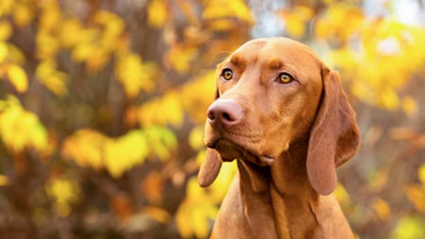 Vizsla sitting outside with yellow leaves in the background