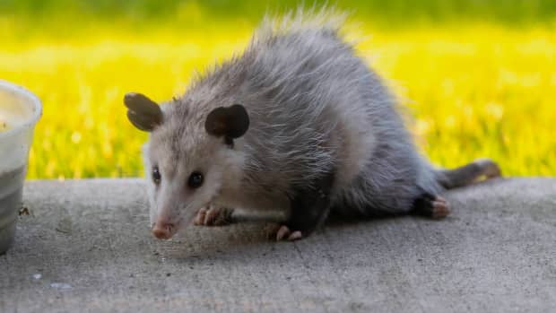 Washington D.C.'s National Zoo Welcomes One-Eyed Opossum Ambassador ...