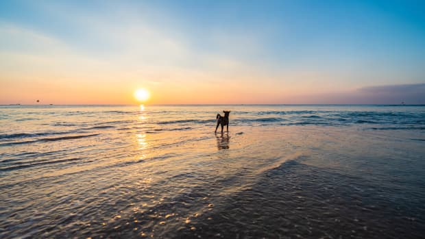 Dog standing on beach during sunset