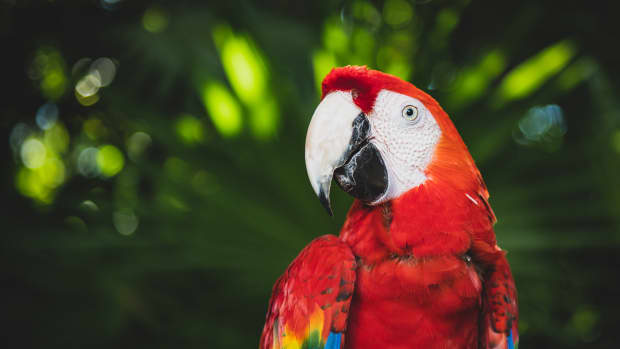 Macaw close up photo with lush green background