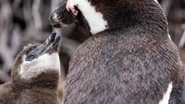 african penguin chick and mother