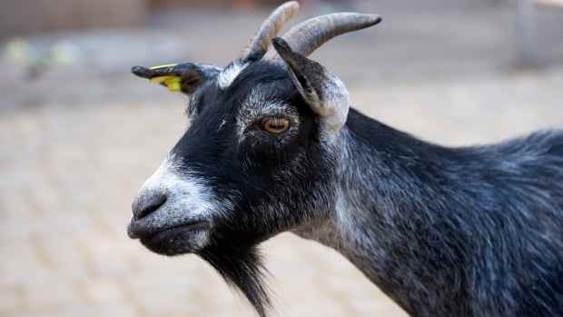 People Have So Many Questions After Seeing Farm’s ‘Goat Zipline ...