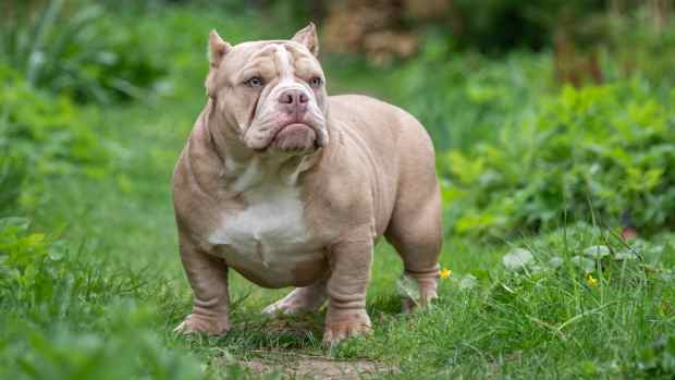 american bully