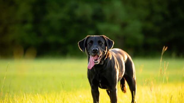 Major', Black Labrador puppy, becomes Philadelphia Phillies' new