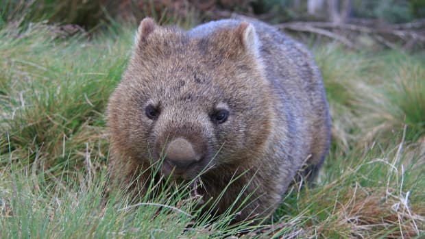 Video of Adorable Wombat Playing with Mom Is Making Everybody Smile ...