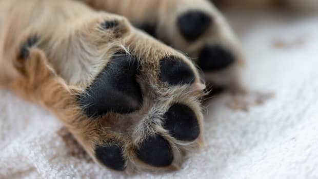 dog paws 