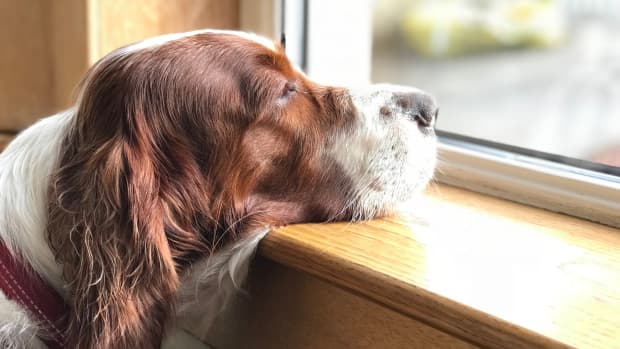 Mini Cow 'Hiding' Her Ears Is the Definition of Adorable - PetHelpful News