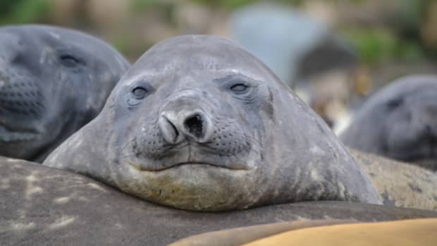 A close up of an elephant seal's head resting on another seal's body