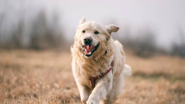 golden retriever running