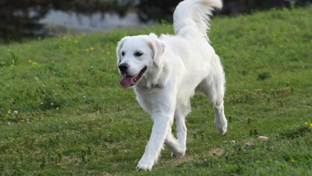 Dog's Reunion with Sister After Being Separated at Day Care Is the ...