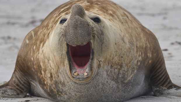 Elephant seal