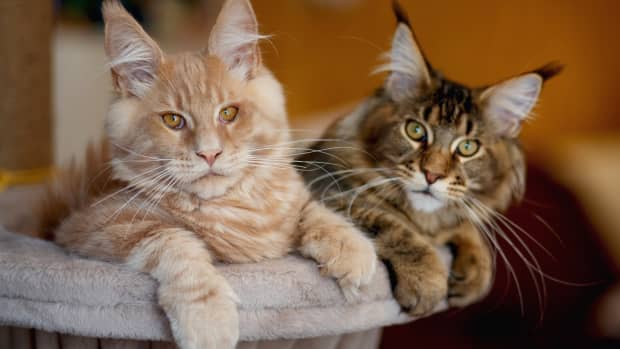 Maine Coon Cats DIY Their Own Activity Board and the Cutest Chaos ...