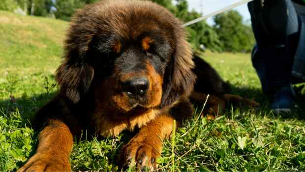 tibetan mastiff