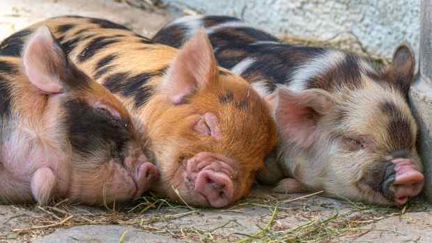 spotted pigs sleeping