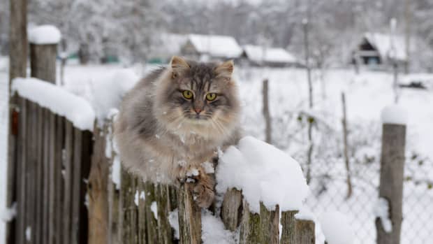Nebraska Humane Shares How To Build An Easy DIY Shelter To Keep Outdoor nebraska-humane-shares-how-to-build-an-easy-diy-shelter-to-keep-outdoor