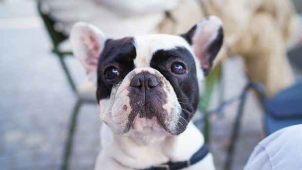 Frenchie Becomes Unlikely Mama to Group of Baby Skunks and It's So ...