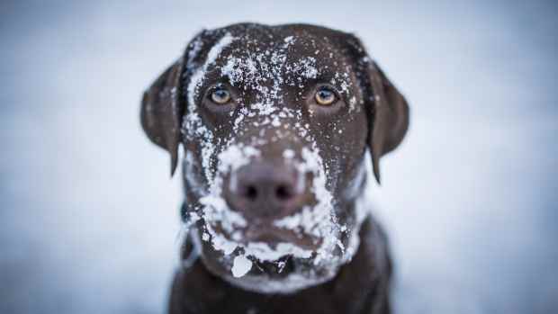 chocolate lab