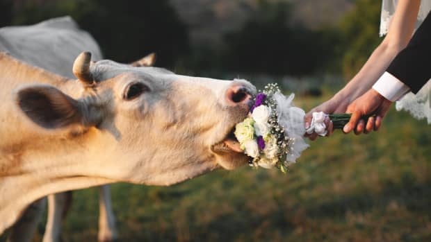 Cow in Wedding Dress