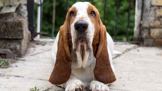 Basset Hound Cops an Attitude When Mom Catches Him with Stolen Potato ...